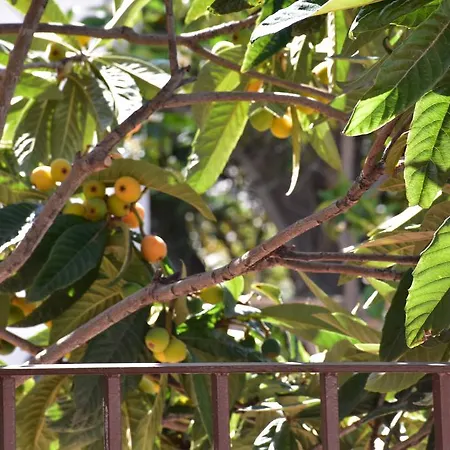 Pelae Frigiliana